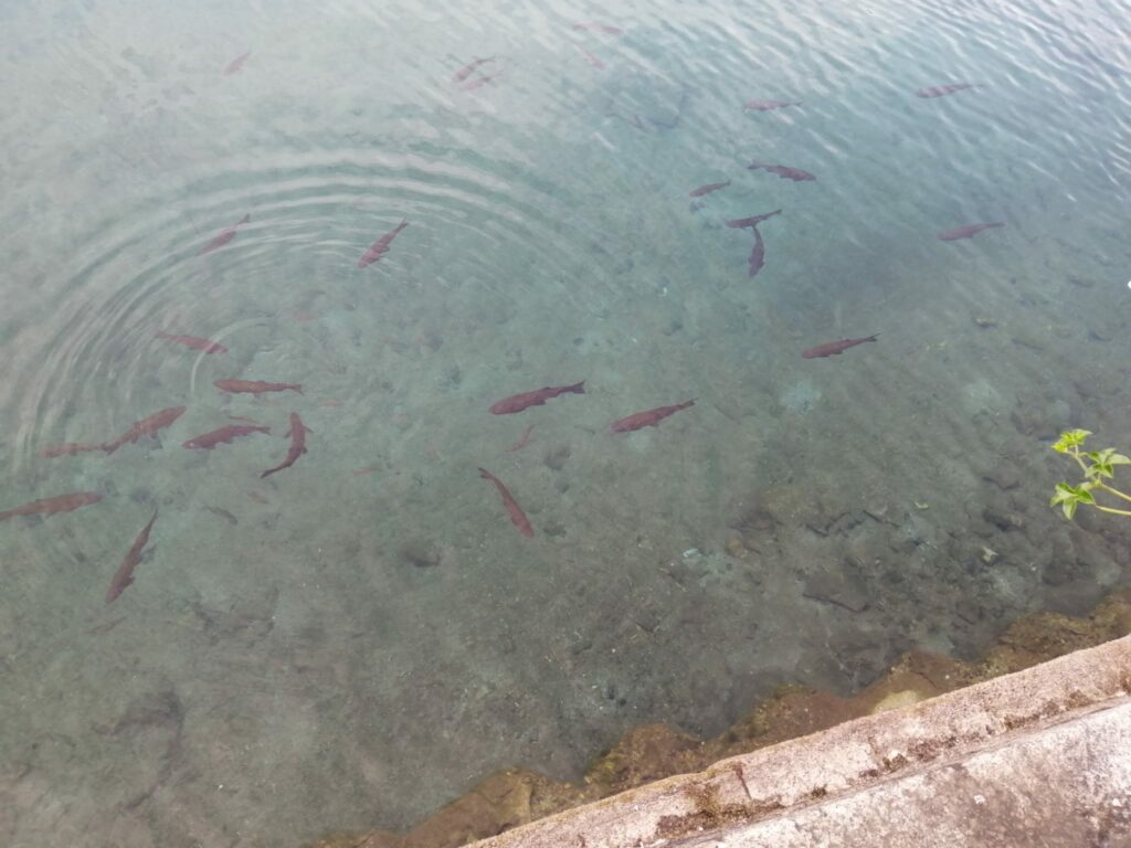 Cavedani del Lago d'Orta a Omegna