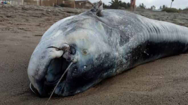 Siluro morto a Fiumicino